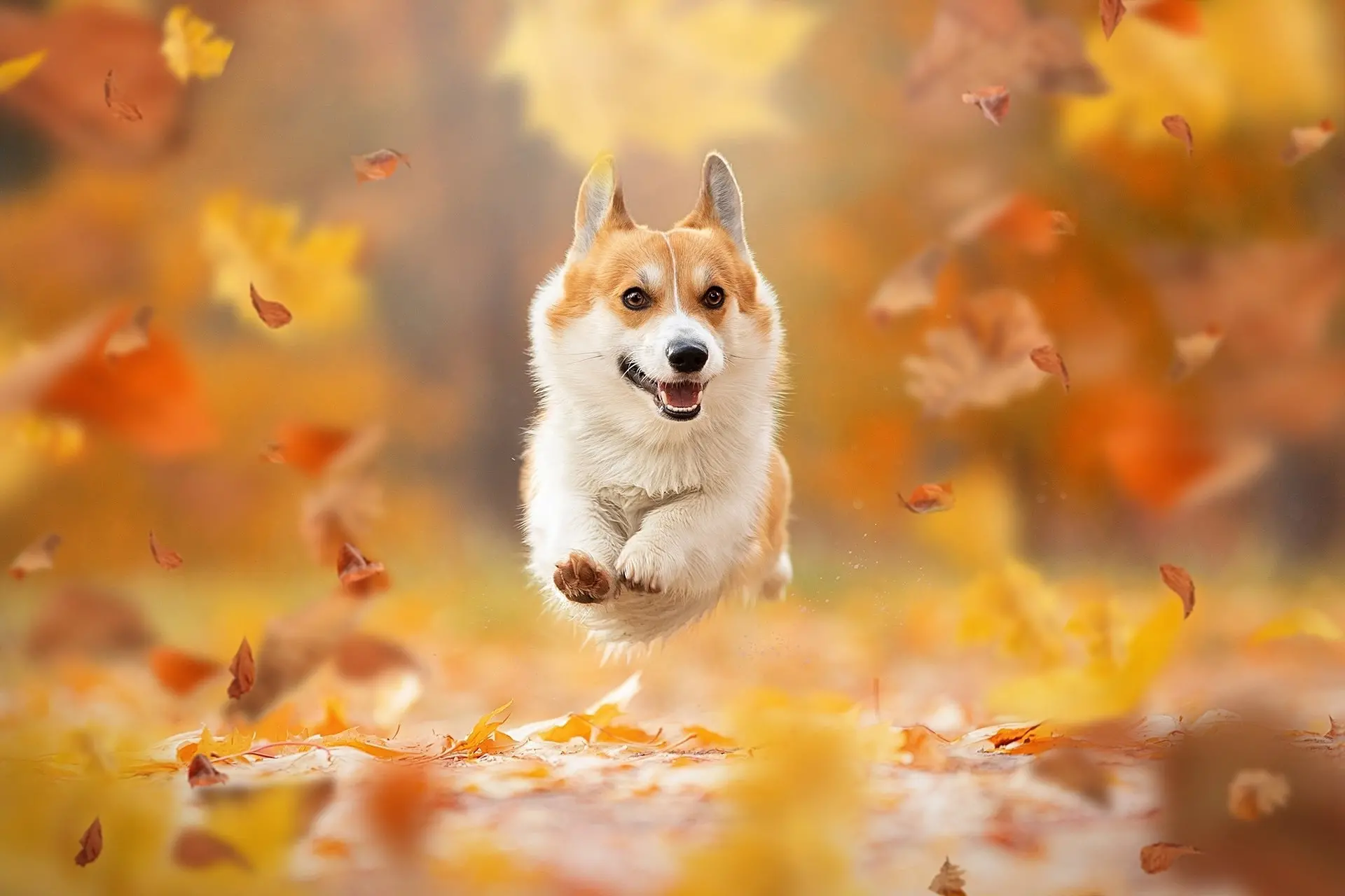 Gambar anjing lucu wallpaper anak anjing lucu paling menggemaskan