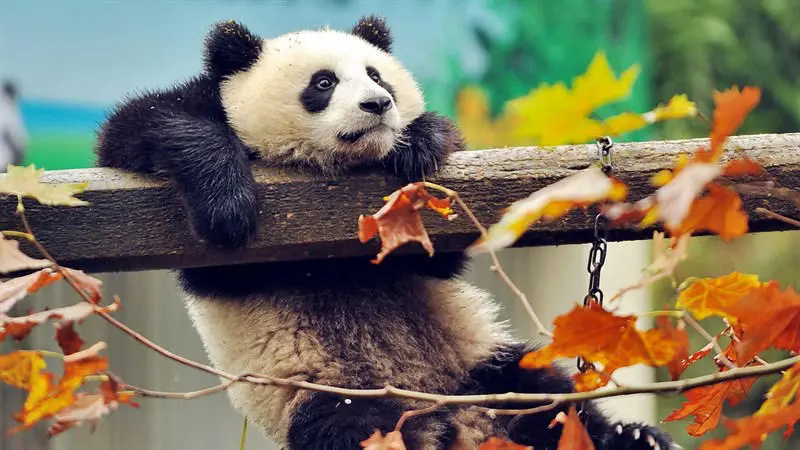 100 wallpaper dan foto panda lucu