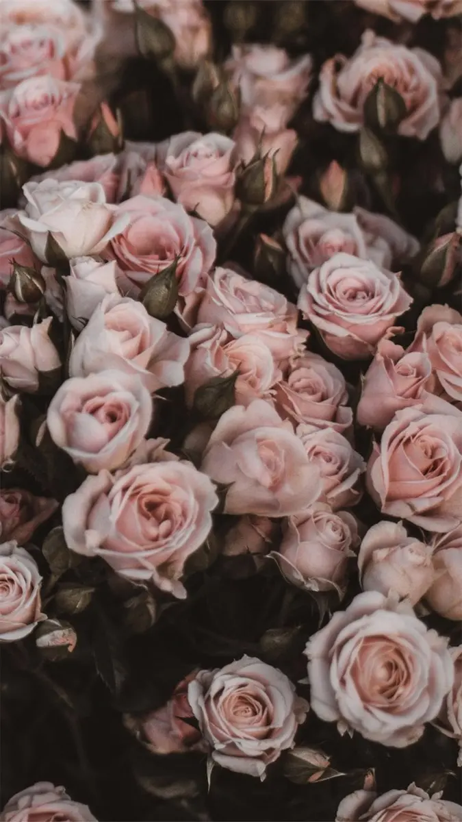 Koleksi 100 gambar dan wallpaper bunga mawar terindah tahun 2021