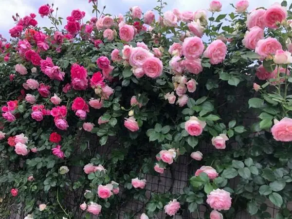 Kumpulan 505 gambar bunga mawar panjat cantik terpopuler | Mawar panjat, Mawar, Bunga