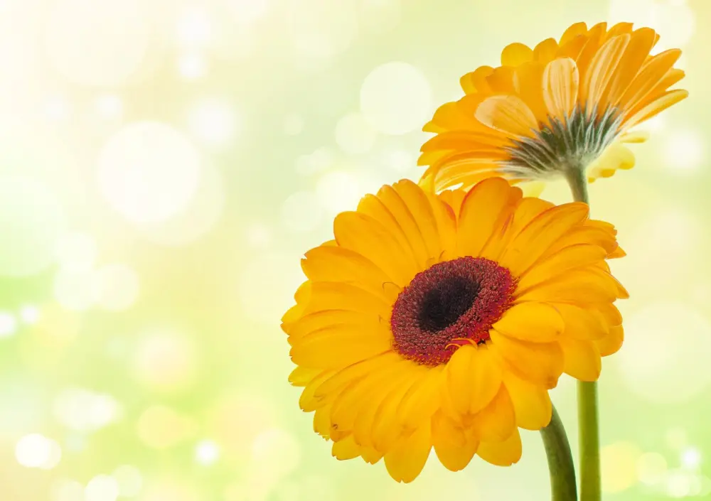 Bagikan kepada 82+ tentang wallpaper bunga kuning terbaik - Eteachers