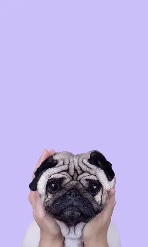 Gambar anjing lucu wallpaper anak anjing lucu paling menggemaskan