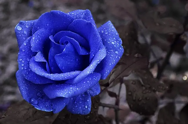 Wallpaper mawar biru untuk ponsel Anda cantik dan bergaya