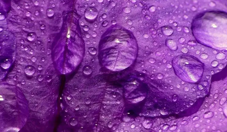 Temukan asal usul dan makna warna ungu dalam kehidupan