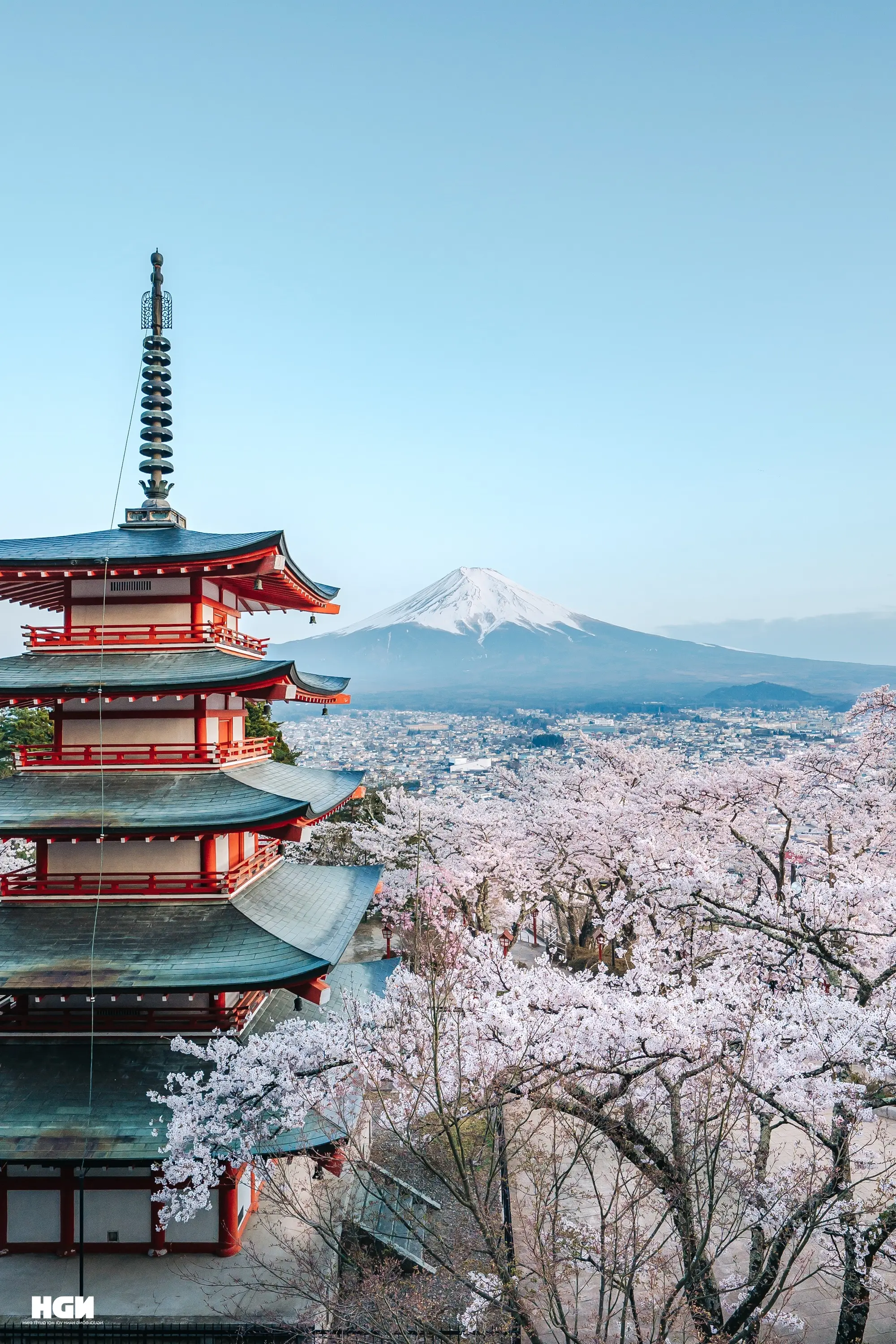Musim bunga sakura sedang berjalan lancar di Jepang melalui lensa Vietnam