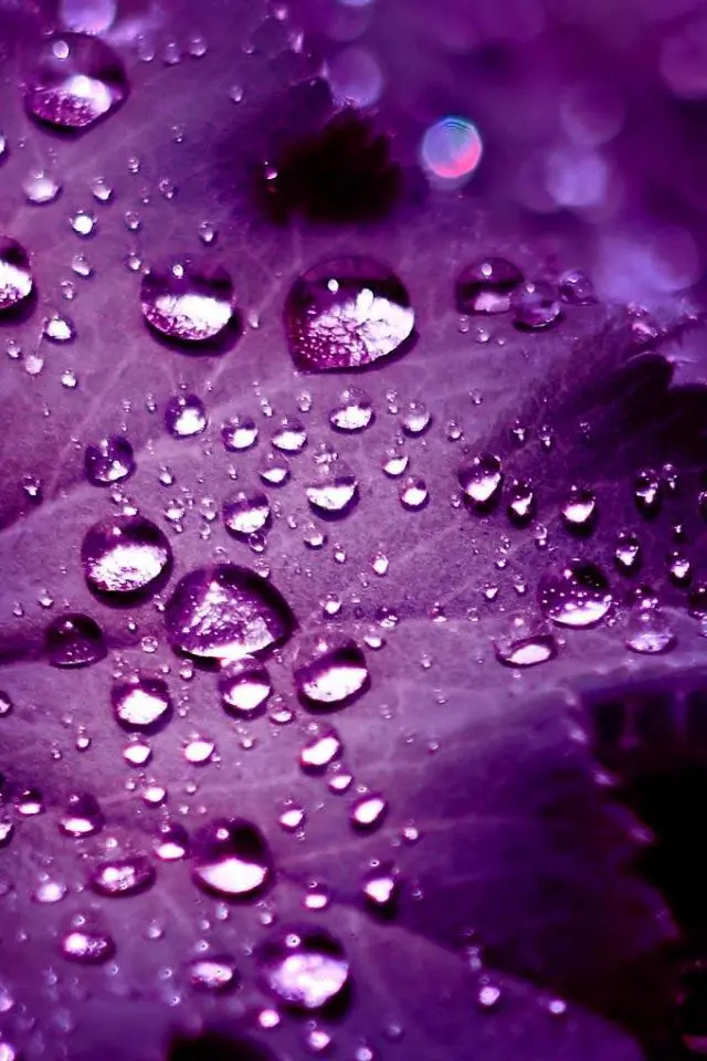 iPhone Gambar tetesan air di daun ungu