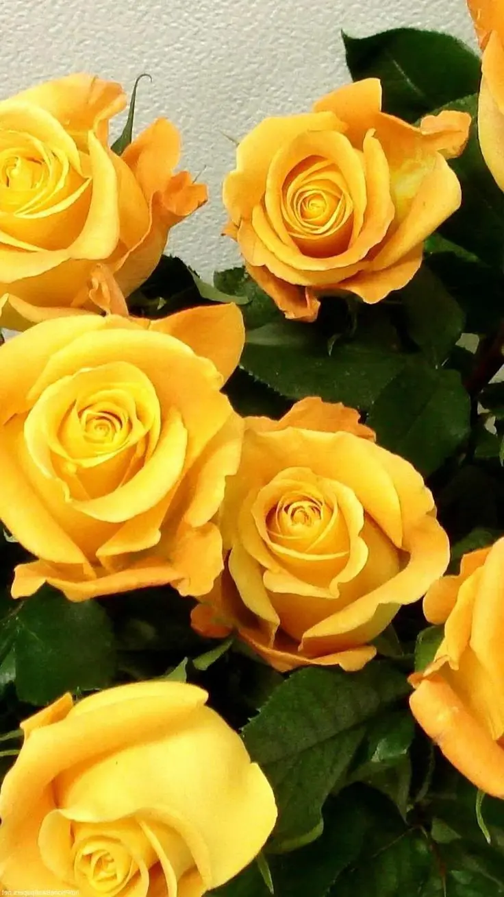 Wallpaper mawar kuning yang indah | Mawar kuning, Wallpaper bunga, Bunga-bunga indah