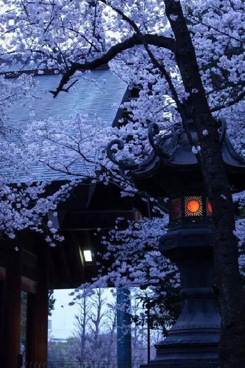 foto jepang yang indah 10 | Foto Jepang, Estetika Jepang, Gambar