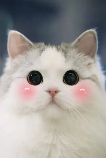 99 Wallpaper Kucing 3D Cantik dan Lucu, Download Foto Kucing 3D Gratis
