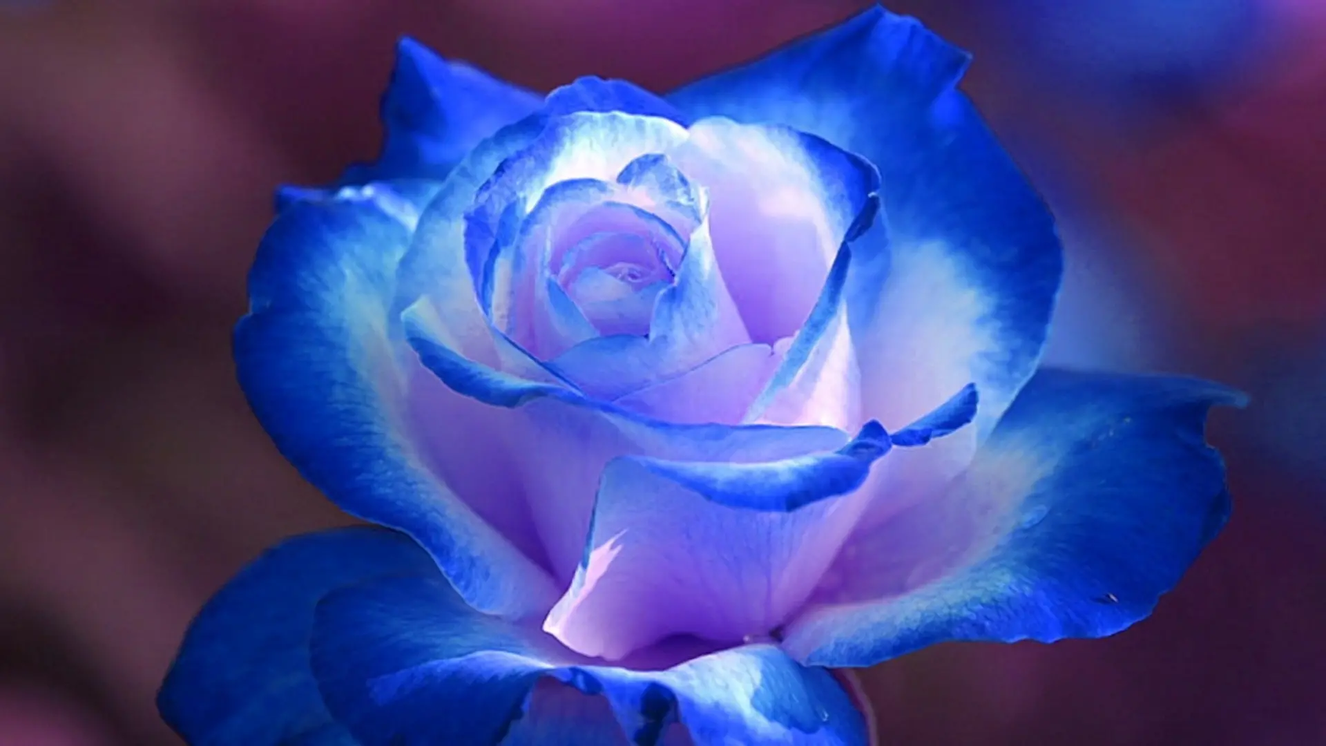 312 Gambar bunga mawar biru terindah sebagai wallpaper hp dan pc