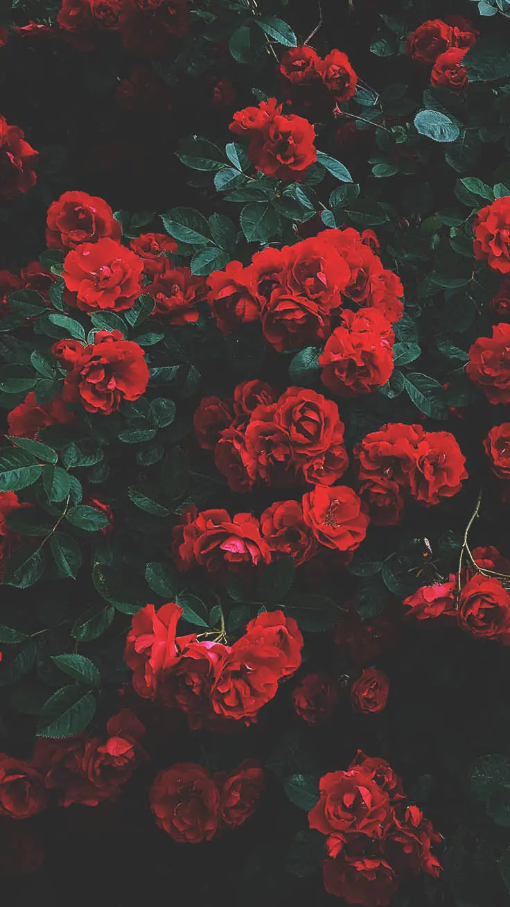 Wallpaper mawar yang indah untuk ponsel iPhone dan Android