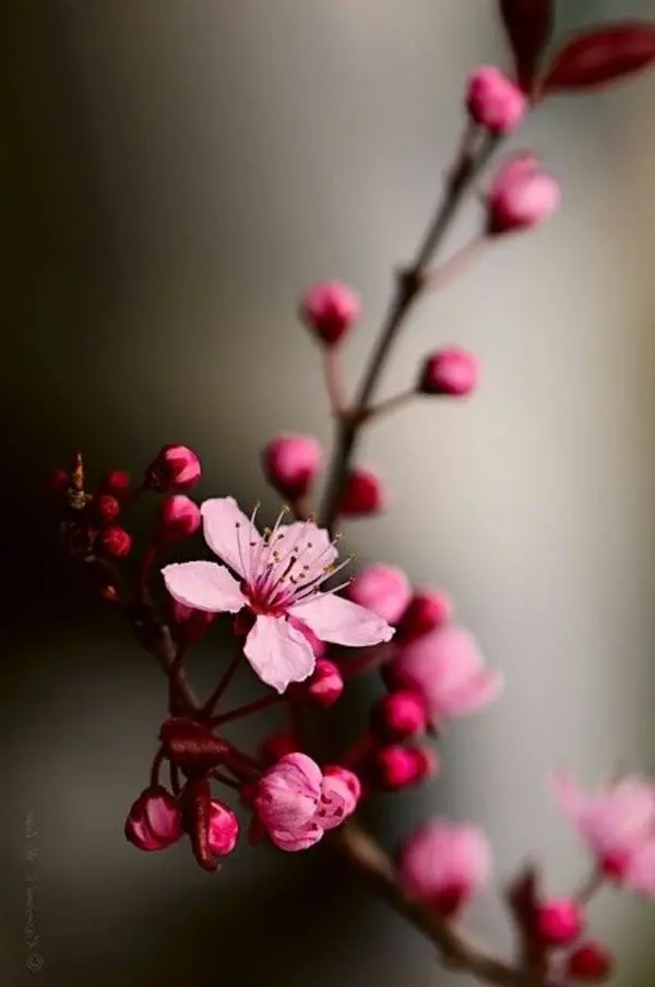 70 gambar bunga sakura terindah di Jepang untuk ponsel dan PC