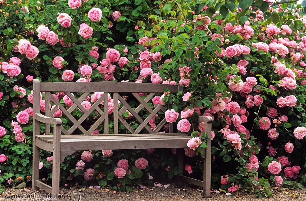 Gambar paling indah dari mawar panjat yang indah
