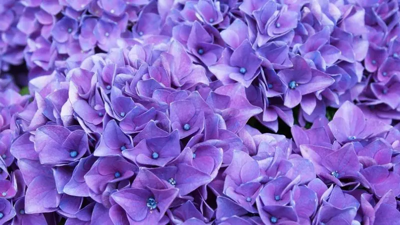 55 wallpaper ungu mengesankan teratas, unduh gratis sekarang