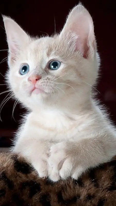 Wallpaper kucing: Templat foto kucing lucu, unduh gratis