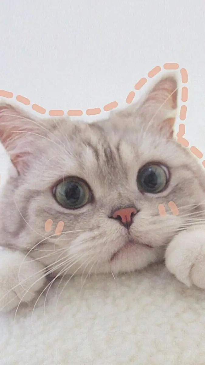 Gambar kucing lucu sebagai avatar wallpaper komputer dan ponsel