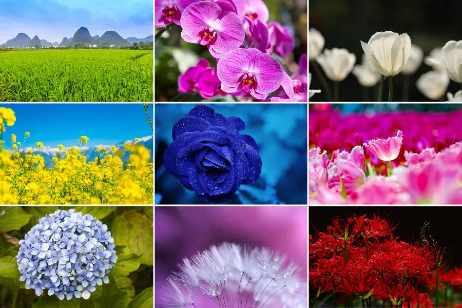 1001 gambar bunga terindah [Full HD] sebagai wallpaper gratis.