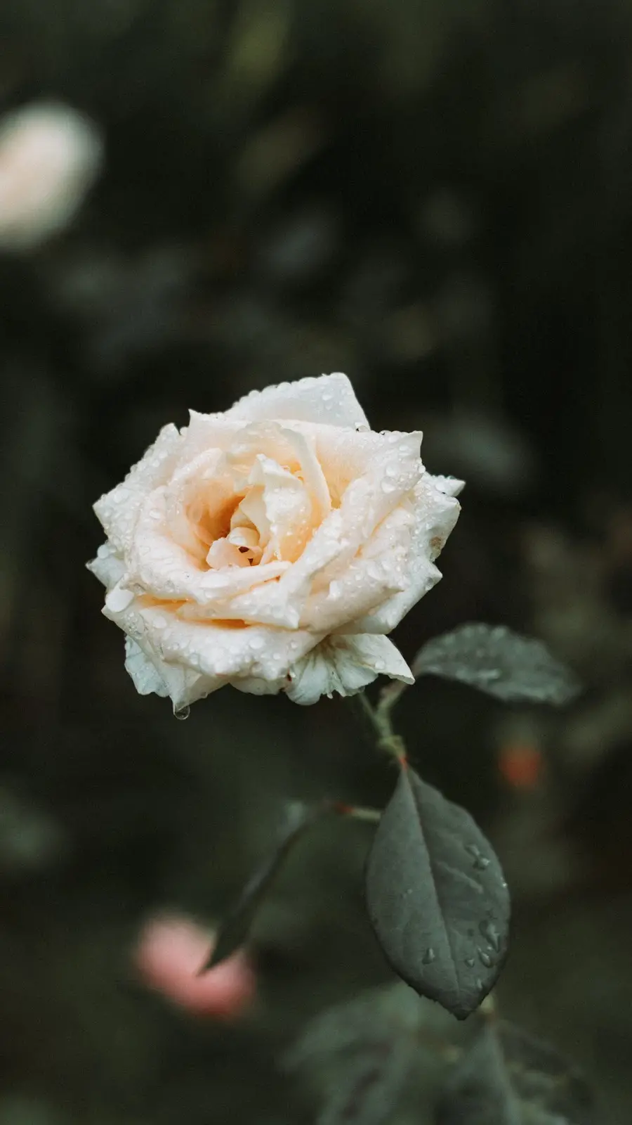 Wallpaper mawar putih | Wallpaper Iphone, Wallpaper Bunga, Mawar Putih