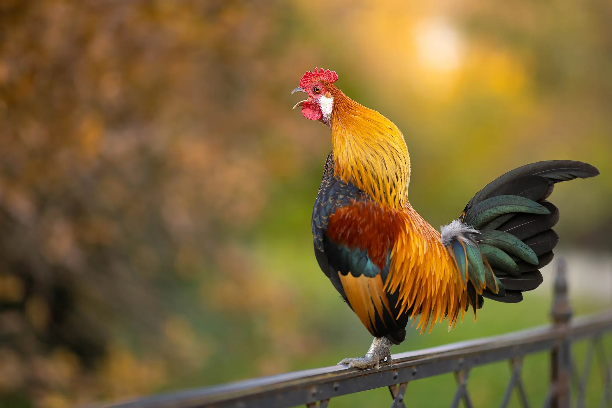 200 Gambar Background Ayam Jago Cantik Kualitas Terbaik 2022