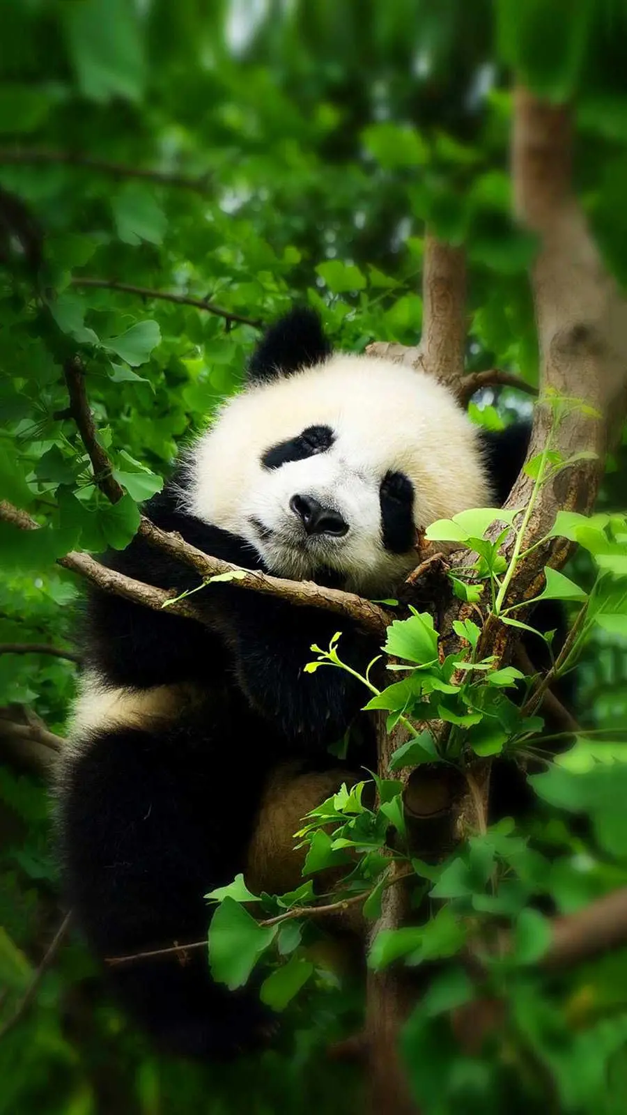 111 Gambar Panda Super LUCU, Imut Luar Biasa