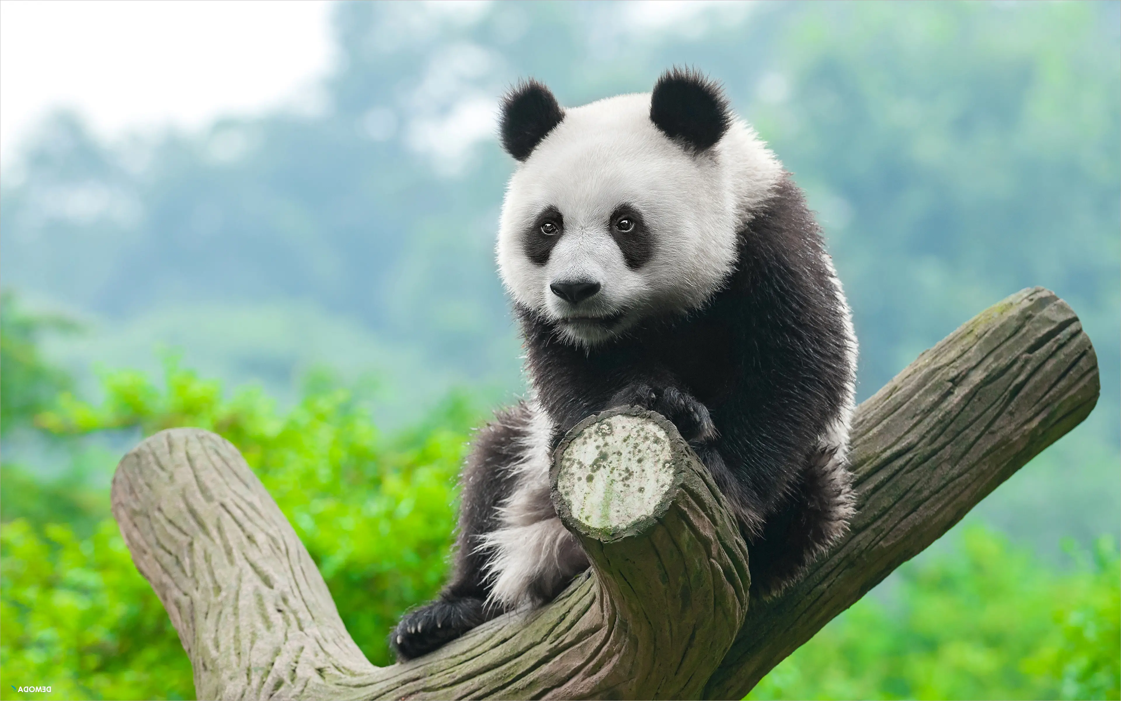 Cantik, Gambar Panda 3D Super Imut, Imut, Lucu