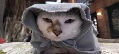 999 foto MeMe Kucing ketawa, berkelahi, sedih.. (Part