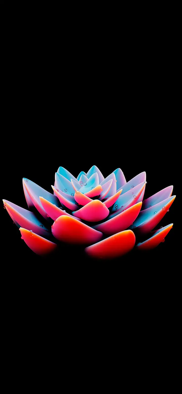 Bunga Mawar Sukulen Dalam Wallpaper Ponsel 4K Warna Amoled Hitam