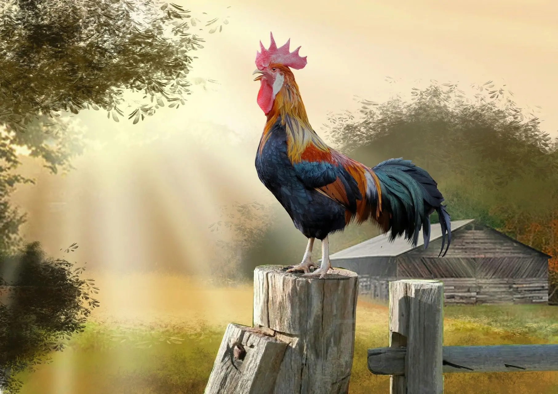Koleksi 99 Gambar Ayam Jantan Tercantik yang Sangat Mengesankan
