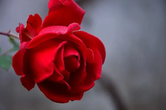 Foto mawar - Gambar mawar romantis yang indah - META.vn
