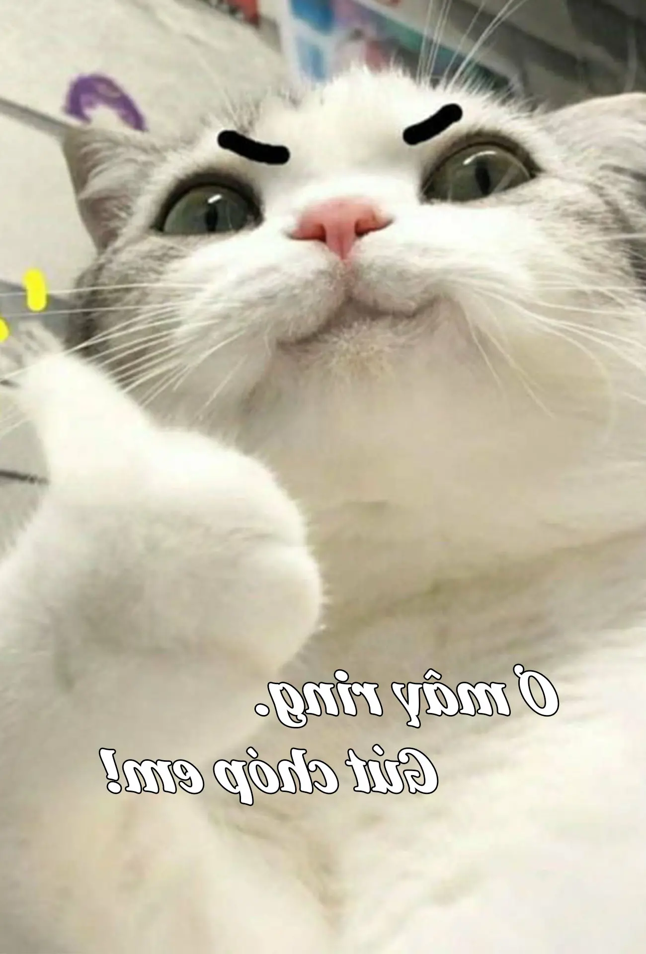 101 Gambar Meme Kucing Lucu Lucu Bodoh Butir Beras