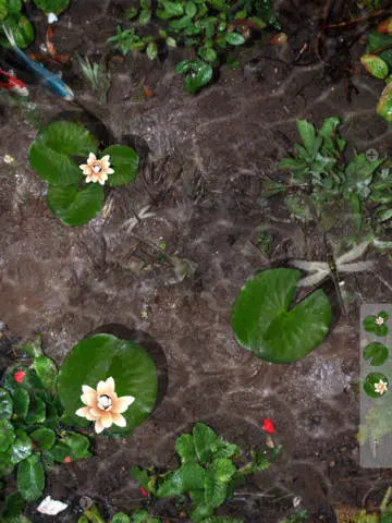 iFish Pond untuk iOS - Toko wallpaper hidup untuk iPhone, iPad - Toko wallpaper