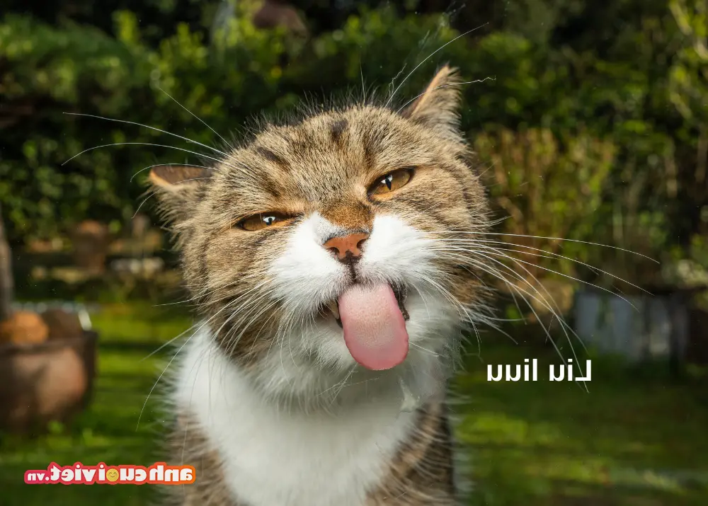 TOP 99 meme kucing menggemaskan, foto kucing super lucu terbaru | Foto Tertawa Vietnam