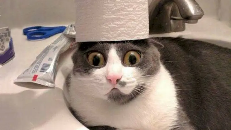 101 gambar meme kucing lucu kualitas tinggi download gratis