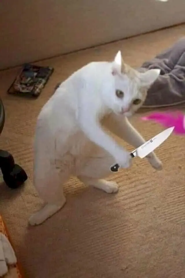 101 foto kucing paling cantik memegang pisau