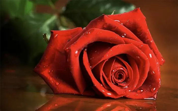Unduh gambar mawar terindah, gratis ke ponsel Anda