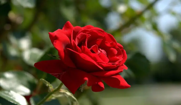Mawar beludru: Arti, gambar, cara menanam dan merawatnya di rumah